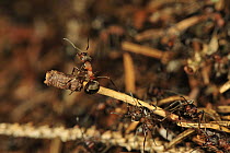 Red Wood Ant (Formica rufa) climbing on twig, Switzerland