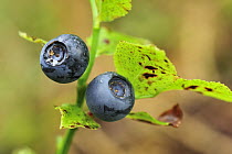 Bilberry (Vaccinium myrtillus), Switzerland