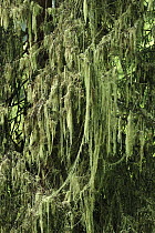 Beard Lichen (Usnea sp), Switzerland