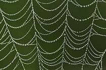 Autumn Spider (Metellina segmentata) web covered in dew, Switzerland