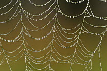 Autumn Spider (Metellina segmentata) web covered in dew, Switzerland