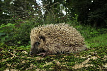 Brown-breasted Hedgehog (Erinaceus europaeus) juvenile, Switzerland