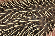 Brown-breasted Hedgehog (Erinaceus europaeus) spines, Switzerland