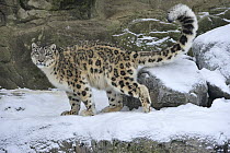 Snow Leopard (Uncia uncia), Switzerland