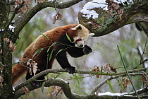 Lesser Panda (Ailurus fulgens) eating bamboo, China