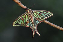 Spanish Moon Moth (Graellsia isabellae) male, Switzerland