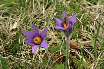 Dane's Blood (Pulsatilla vulgaris) flowers, Switzerland