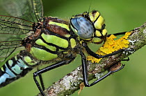 Hairy Dragonfly (Brachytron pratense), Switzerland