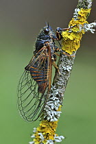 Cicada (Cicadetta cantilatrix), Effingen, Switzerland