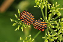 Red And Black Striped Stink Bug (Graphosoma lineatum) pair mating, Switzerland