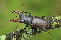 Stag Beetle (Lucanus cervus) male, Switzerland