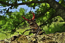 Stag Beetle (Lucanus cervus) male, Switzerland