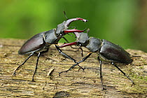 Stag Beetle (Lucanus cervus) males fighting, Switzerland