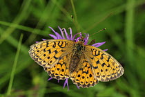 Lesser Marbled Fritillary (Brenthis ino) butterfly, Switzerland