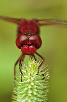 Scarlet Dragonfly (Crocothemis erythraea) male, Switzerland