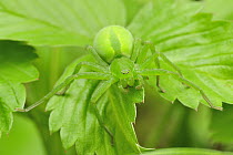 Green Spider (Micrommata virescens) female, Switzerland