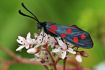Southern Six-spot Burnet Moth (Zygaena transalpina), Switzerland