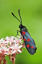 Southern Six-spot Burnet Moth (Zygaena transalpina), Switzerland