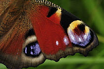 Peacock Butterfly (Inachis io) wing detail showing false eyespots, Switzerland