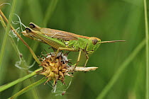 Large Gold Grasshopper (Chrysochraon dispar), Switzerland