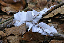 Formation of hair ice on wood also known as frost beard, Switzerland