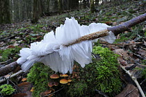 Formation of hair ice on wood also known as frost beard, Switzerland