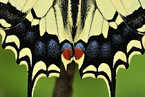 Oldworld Swallowtail (Papilio machaon) butterfly wing detail, Switzerland