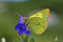 Moorland Clouded Yellow (Colias palaeno) butterfly, Switzerland