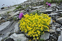 Yellow Mountain Saxifrage (Saxifraga aizoides), Switzerland