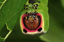 Puss Moth (Cerura vinula) caterpillar, Switzerland