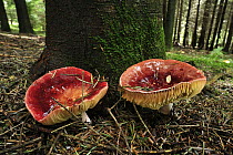 Gilded Brittlegill (Russula aurea) mushroom, Switzerland
