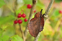 Moth (Gastropacha quercifolia) mimicking a dead leaf, Switzerland