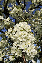 Sweet Cherry (Prunus avium) tree flowers, Switzerland