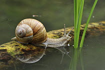 Edible Snail (Helix pomatia), Switzerland