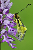 Owl Fly (Libelloides coccajus) on orchid, Switzerland