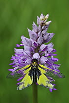 Owl Fly (Libelloides coccajus) on orchid, Switzerland
