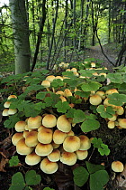 Fungus (Hypholoma sublateritium), Switzerland