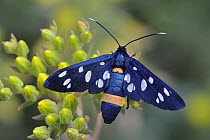 Nine Spotted (Amata phegea)moth, Switzerland