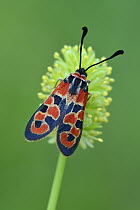 Auspicious Burnet (Zygaena fausta) moth, Switzerland