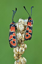 Auspicious Burnet (Zygaena fausta) moth pair, Switzerland