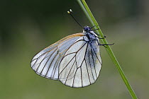 Black-veined White (Aporia crataegi) butterfly, Switzerland