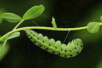 Berger's Clouded Yellow (Colias alfacariensis) caterpillar transforming into chrysalis, Switzerland, sequence 1 of 3