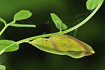 Berger's Clouded Yellow (Colias alfacariensis) chrysalis, Switzerland, sequence 3 of 3