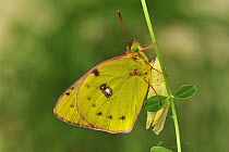 Berger's Clouded Yellow (Colias alfacariensis) adult butterfly newly emerged from chrysalis, Switzerland