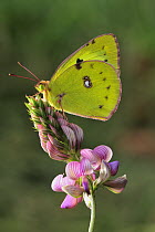 Berger's Clouded Yellow (Colias alfacariensis) butterfly, Switzerland
