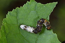 Alder Moth (Apatele alni) caterpillar mimics a bird dropping, Switzerland