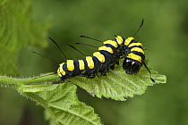 Alder Moth (Apatele alni) caterpillar, Switzerland