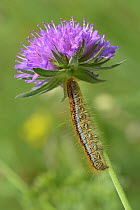 Ground Lackey Moth (Malacosoma castrense) caterpillar, Switzerland