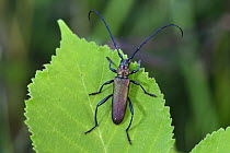 Musk Beetle (Aromia moschata), Switzerland