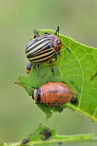 Colorado Potato Beetle (Leptinotarsa decemlineata) adult and juvenile, Switzerland